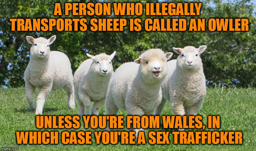 Where men are men, and sheep are nervous | A PERSON WHO ILLEGALLY TRANSPORTS SHEEP IS CALLED AN OWLER; UNLESS YOU'RE FROM WALES, IN WHICH CASE YOU'RE A SEX TRAFFICKER | image tagged in meme,sheep | made w/ Imgflip meme maker