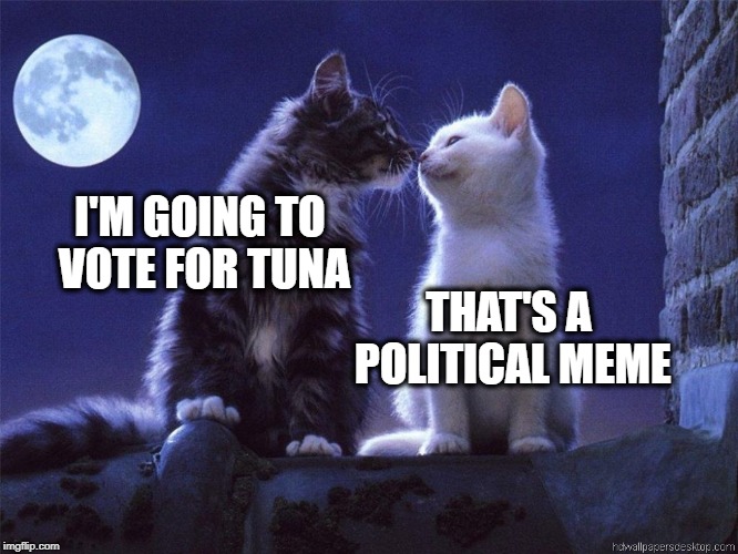 I'M GOING TO VOTE FOR TUNA; THAT'S A POLITICAL MEME | image tagged in cats,cat meme,political meme,funny cat memes,fun,meanwhile on imgflip | made w/ Imgflip meme maker