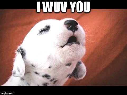 Dalmation Puppy | I WUV YOU | image tagged in dalmation puppy | made w/ Imgflip meme maker