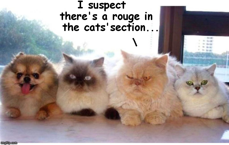 dodgy cat  | I suspect   there's a rouge in   the cats'section... \ | image tagged in spy among us,memes,funny cats,spy | made w/ Imgflip meme maker