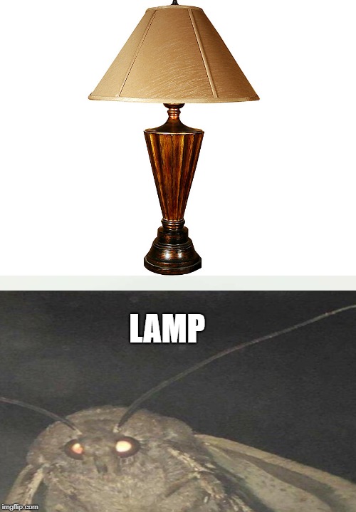 Moth and the Lamp. | LAMP | image tagged in moth meme | made w/ Imgflip meme maker