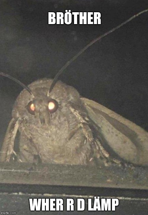 Moth | BRÖTHER; WHER R D LÄMP | image tagged in moth | made w/ Imgflip meme maker