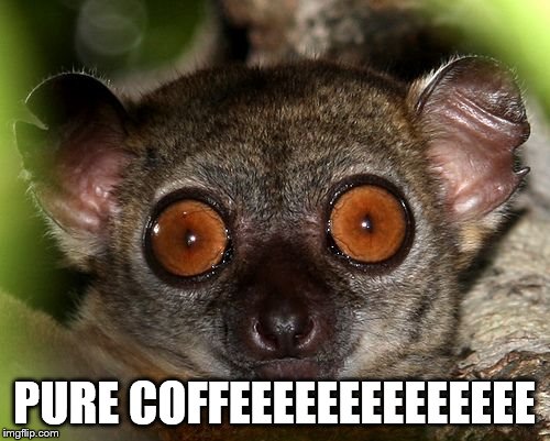 Caffeinated Lemur | PURE COFFEEEEEEEEEEEEEE | image tagged in caffeinated lemur | made w/ Imgflip meme maker