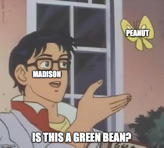 Is This A Pigeon Meme | PEANUT; MADISON; IS THIS A GREEN BEAN? | image tagged in memes,is this a pigeon | made w/ Imgflip meme maker