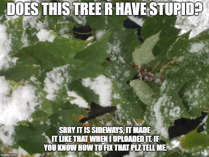 trees in winter be like: | DOES THIS TREE R HAVE STUPID? SRRY IT IS SIDEWAYS, IT MADE IT LIKE THAT WHEN I UPLOADED IT. IF YOU KNOW HOW TO FIX THAT PLZ TELL ME. | image tagged in trees,winter,snow | made w/ Imgflip meme maker