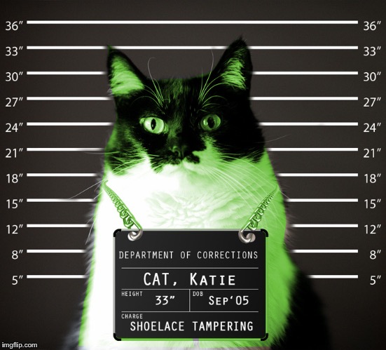 RayCat Incarcerated | :) | image tagged in raycat incarcerated | made w/ Imgflip meme maker