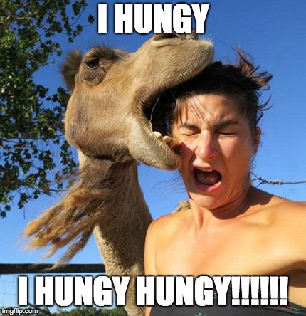 camel bite | I HUNGY; I HUNGY HUNGY!!!!!! | image tagged in camel bite | made w/ Imgflip meme maker