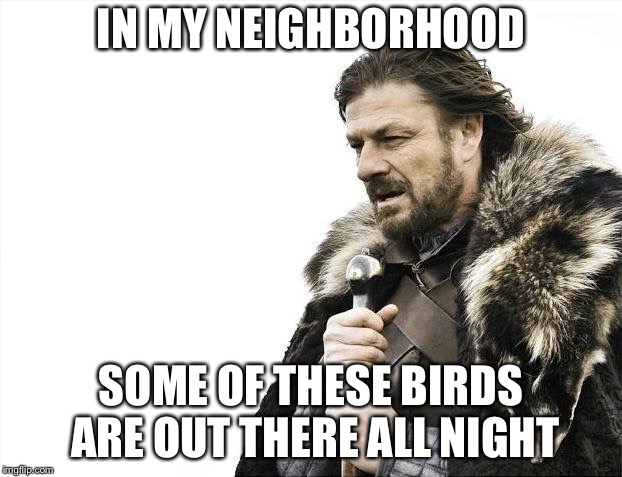 Brace Yourselves X is Coming Meme | IN MY NEIGHBORHOOD SOME OF THESE BIRDS ARE OUT THERE ALL NIGHT | image tagged in memes,brace yourselves x is coming | made w/ Imgflip meme maker