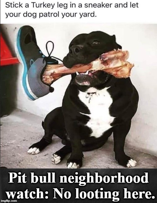 Pit Bull Neighborhood Watch: No looting here! | Pit bull neighborhood watch: No looting here. | image tagged in pit bull,neighborhood watch,no looting | made w/ Imgflip meme maker