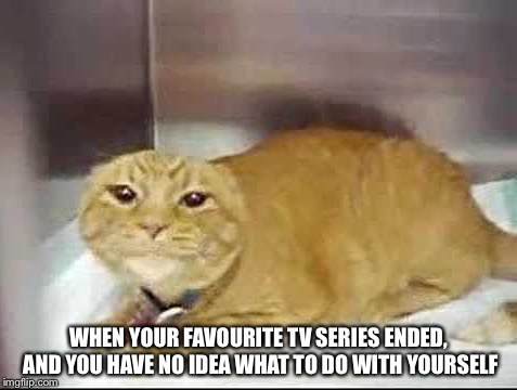 That sucks | WHEN YOUR FAVOURITE TV SERIES ENDED, AND YOU HAVE NO IDEA WHAT TO DO WITH YOURSELF | image tagged in sad cat | made w/ Imgflip meme maker