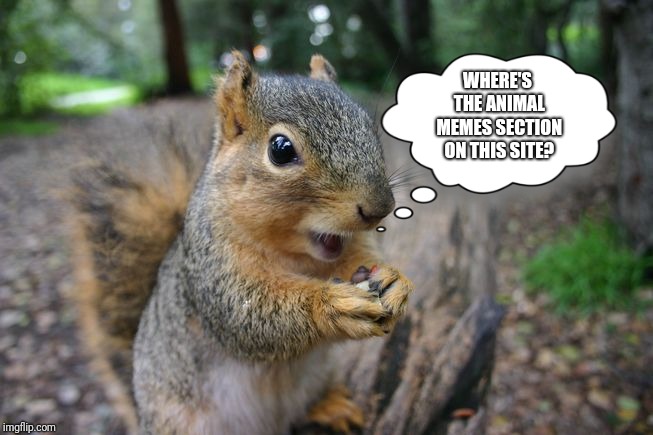 WHERE'S THE ANIMAL MEMES SECTION ON THIS SITE? | image tagged in squirrel | made w/ Imgflip meme maker
