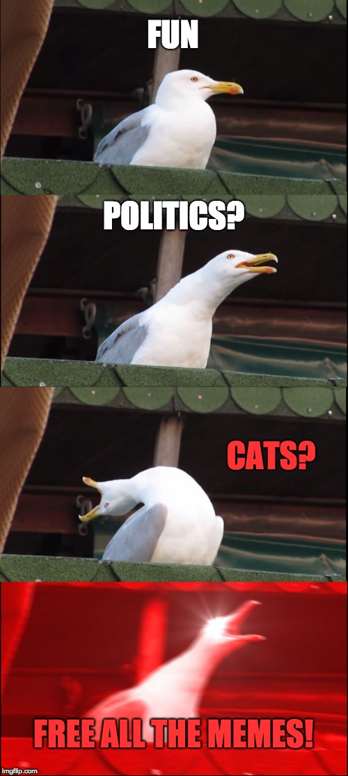 I can understand politics, but this is just ridiculous | FUN; POLITICS? CATS? FREE ALL THE MEMES! | image tagged in memes,inhaling seagull | made w/ Imgflip meme maker