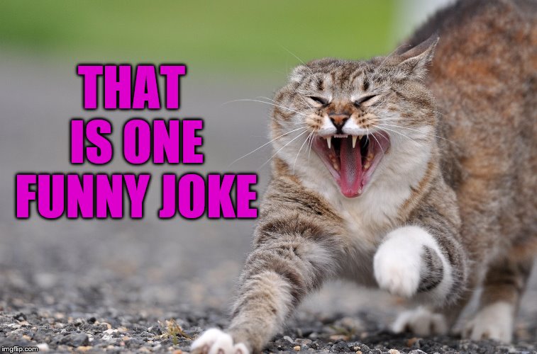 Funny cat | THAT IS ONE FUNNY JOKE | image tagged in pissed cat,cat meme | made w/ Imgflip meme maker
