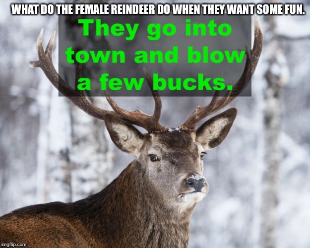 WHAT DO THE FEMALE REINDEER DO WHEN THEY WANT SOME FUN. | image tagged in christmas | made w/ Imgflip meme maker
