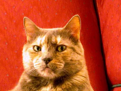 suspicious cat meme template thumbnail