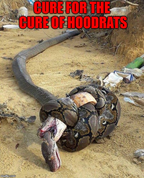 CURE FOR THE CURE OF HOODRATS | made w/ Imgflip meme maker