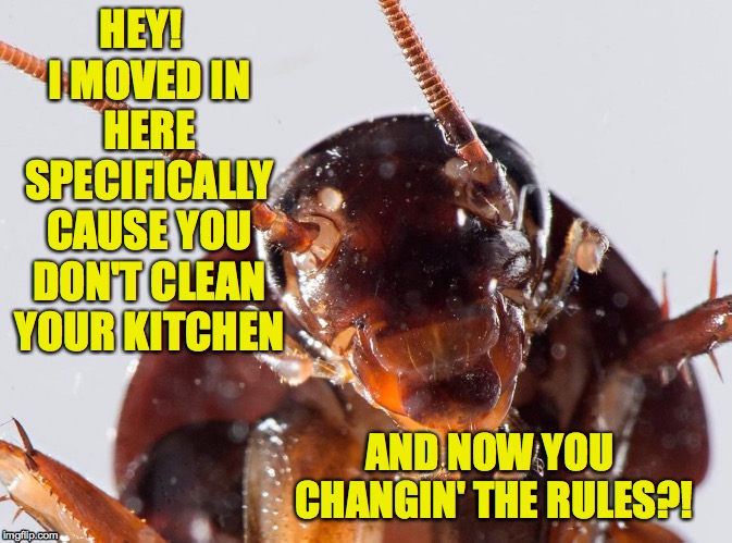 Dumb Blonde Cockroach | HEY!  I MOVED IN HERE SPECIFICALLY CAUSE YOU DON'T CLEAN YOUR KITCHEN; AND NOW YOU CHANGIN' THE RULES?! | image tagged in memes,dumb blonde cockroach | made w/ Imgflip meme maker