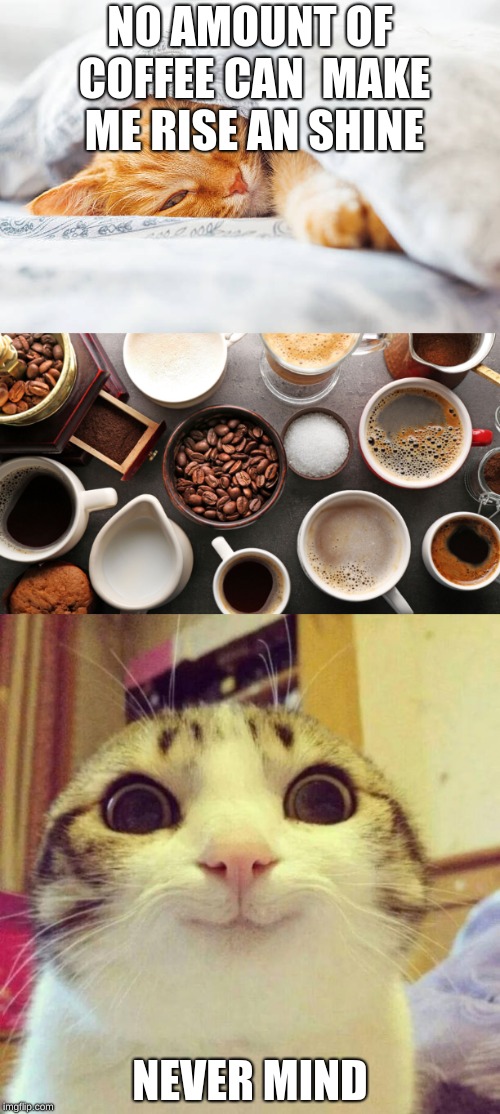 Need coffee cat | NO AMOUNT OF COFFEE CAN  MAKE ME RISE AN SHINE; NEVER MIND | image tagged in coffee addict | made w/ Imgflip meme maker