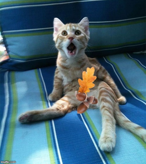 Cat & Fall Foliage ... Boom. Done. | . | image tagged in meme,cat,funny cat memes,autumn leaves | made w/ Imgflip meme maker