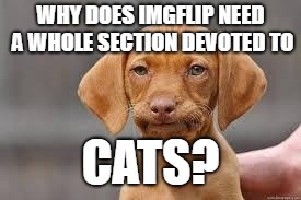 Disappointed Dog | WHY DOES IMGFLIP NEED A WHOLE SECTION DEVOTED TO; CATS? | image tagged in disappointed dog | made w/ Imgflip meme maker