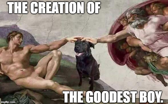 He looked and he saw that it was good. | THE CREATION OF; THE GOODEST BOY. | image tagged in funny dogs,dog week,good boy,god | made w/ Imgflip meme maker
