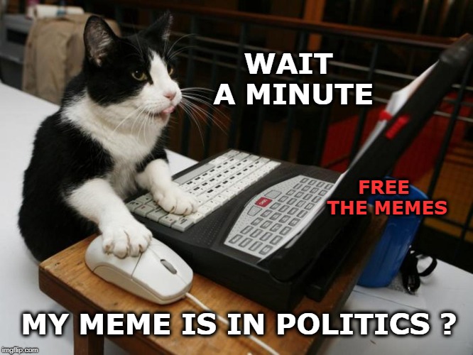  WAIT A MINUTE; FREE THE MEMES; MY MEME IS IN POLITICS ? | image tagged in cat,cat meme,free the memes,politics,meanwhile on imgflip,imgflip unite | made w/ Imgflip meme maker