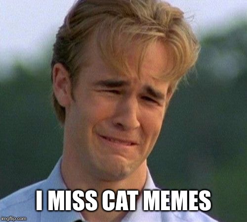 1990s First World Problems Meme | I MISS CAT MEMES | image tagged in memes,1990s first world problems | made w/ Imgflip meme maker