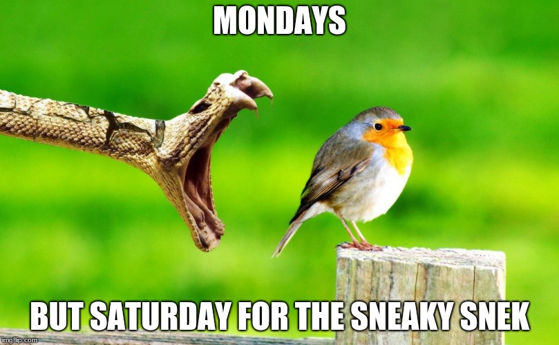 snek 100 | MONDAYS; BUT SATURDAY FOR THE SNEAKY SNEK | image tagged in memes | made w/ Imgflip meme maker