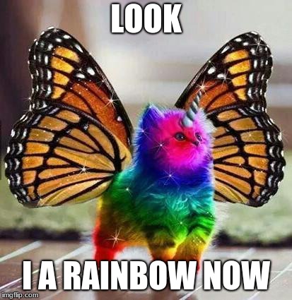 Rainbow unicorn butterfly kitten | LOOK; I A RAINBOW NOW | image tagged in rainbow unicorn butterfly kitten | made w/ Imgflip meme maker