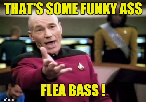Picard Wtf Meme | THAT'S SOME FUNKY ASS FLEA BASS ! | image tagged in memes,picard wtf | made w/ Imgflip meme maker