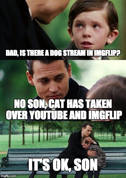 where is the dog stream??? | DAD, IS THERE A DOG STREAM IN IMGFLIP? NO SON, CAT HAS TAKEN OVER YOUTUBE AND IMGFLIP; IT'S OK, SON | image tagged in memes,finding neverland,dogs,cats,imgflip,youtube | made w/ Imgflip meme maker