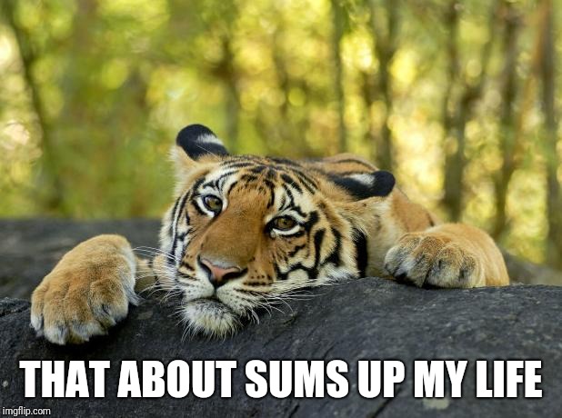 Confession Tiger | THAT ABOUT SUMS UP MY LIFE | image tagged in confession tiger | made w/ Imgflip meme maker