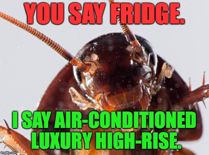 I wanna wake up in a city that never cleans.  - Frank Cicada | YOU SAY FRIDGE. I SAY AIR-CONDITIONED LUXURY HIGH-RISE. | image tagged in memes,cockroach | made w/ Imgflip meme maker