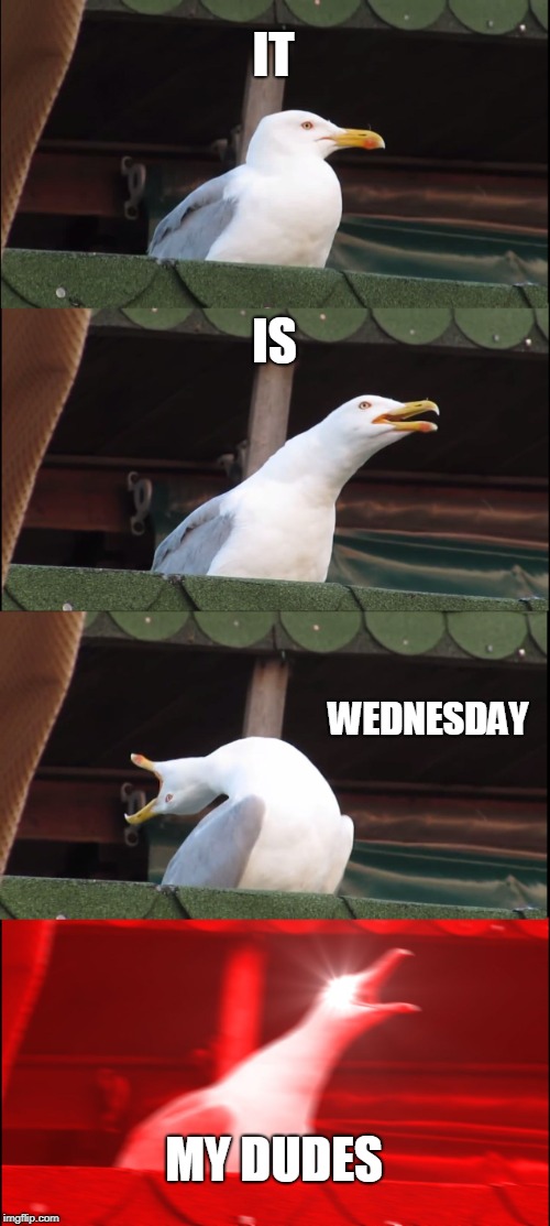 Inhaling Seagull | IT; IS; WEDNESDAY; MY DUDES | image tagged in memes,inhaling seagull | made w/ Imgflip meme maker