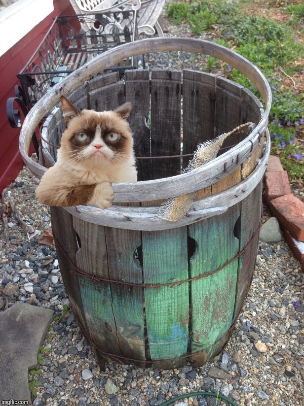 Grumpy Cat Barrel Blank Meme Template