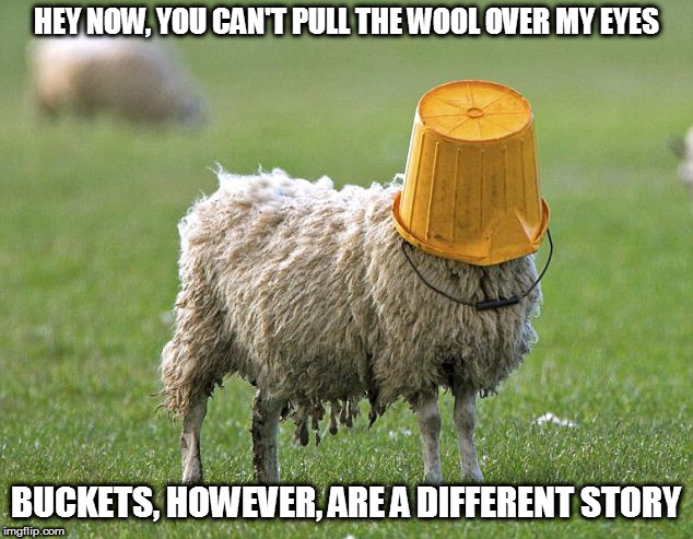 stupid sheep | HEY NOW, YOU CAN'T PULL THE WOOL OVER MY EYES BUCKETS, HOWEVER, ARE A DIFFERENT STORY | image tagged in stupid sheep | made w/ Imgflip meme maker