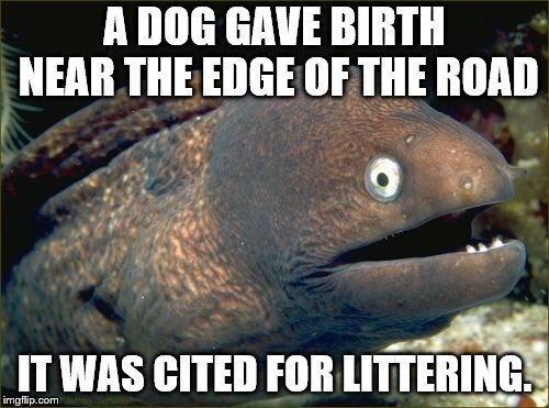 Bad Joke Eel Meme | A DOG GAVE BIRTH NEAR THE EDGE OF THE ROAD; IT WAS CITED FOR LITTERING. | image tagged in memes,bad joke eel | made w/ Imgflip meme maker