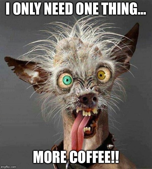 Mexican Hairless Dog | I ONLY NEED ONE THING…; MORE COFFEE!! | image tagged in mexican hairless dog | made w/ Imgflip meme maker