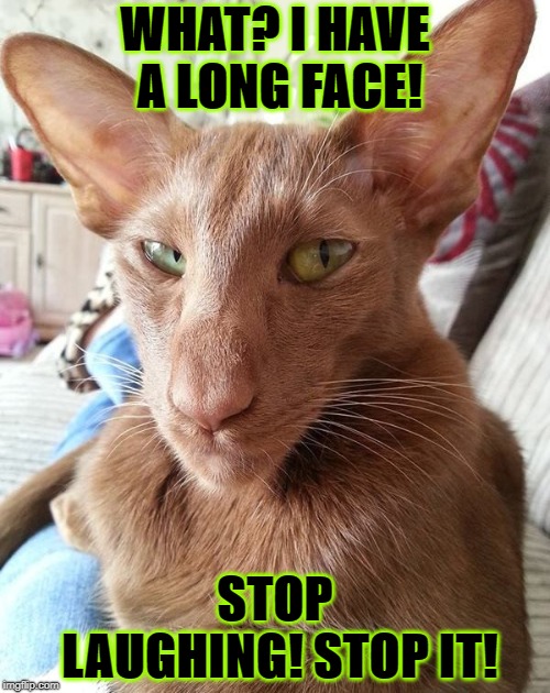 WHAT? I HAVE A LONG FACE! STOP LAUGHING! STOP IT! | image tagged in stop it | made w/ Imgflip meme maker