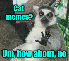 Unique cat | Cat memes? Um, how about, no | image tagged in unique cat,cat memes,just say no,funny memes,non-political,almost funny | made w/ Imgflip meme maker