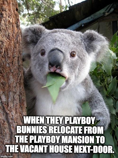 HIS LUCKY DAY..... | WHEN THEY PLAYBOY BUNNIES RELOCATE FROM THE PLAYBOY MANSION TO THE VACANT HOUSE NEXT-DOOR. | image tagged in memes,surprised koala,playboy,bunnies,lucky | made w/ Imgflip meme maker