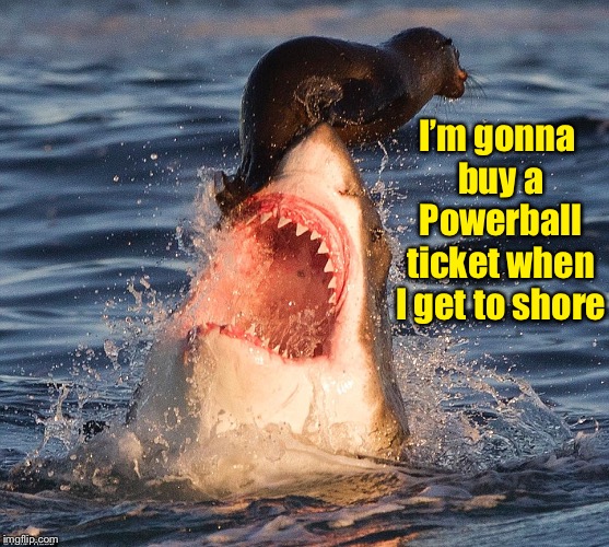 Shark Week:  it’s a little like political cats | I’m gonna buy a Powerball ticket when I get to shore | image tagged in memes,shark,seal,survivor,lottery ticket,democratic political survivors | made w/ Imgflip meme maker
