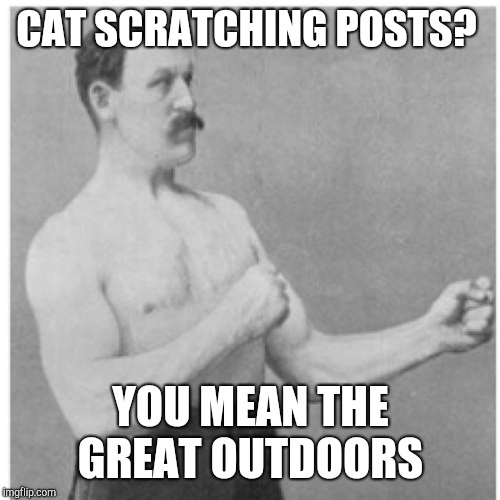 Overly Manly Man Meme | CAT SCRATCHING POSTS? YOU MEAN THE GREAT OUTDOORS | image tagged in memes,overly manly man | made w/ Imgflip meme maker