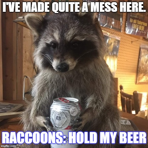 I'VE MADE QUITE A MESS HERE. RACCOONS: HOLD MY BEER | image tagged in raccoon | made w/ Imgflip meme maker