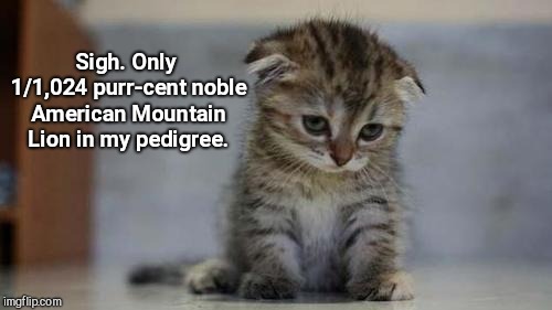Sad kitten | Sigh. Only 1/1,024 purr-cent noble American Mountain Lion in my pedigree. | image tagged in sad kitten,dna testing,elizabeth warren | made w/ Imgflip meme maker