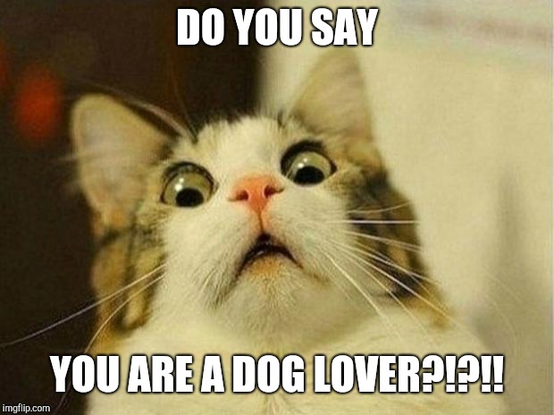 Scared Cat |  DO YOU SAY; YOU ARE A DOG LOVER?!?!! | image tagged in memes,scared cat,dog love,funny | made w/ Imgflip meme maker
