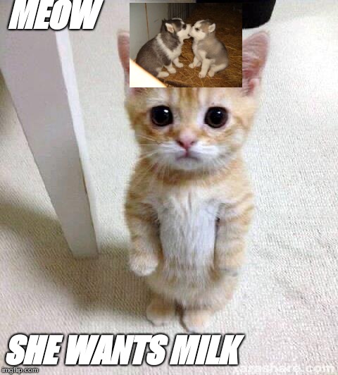 Cute Cat | MEOW; SHE WANTS MILK | image tagged in memes,cute cat | made w/ Imgflip meme maker