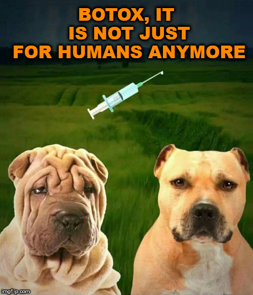 Vanity seems to be running over to our canine friends. |  BOTOX, IT IS NOT JUST FOR HUMANS ANYMORE | image tagged in memes,botox,vanity,funny meme,dogs,funny dog | made w/ Imgflip meme maker