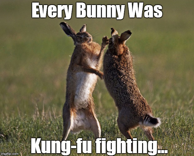 Every Bunny Was; Kung-fu fighting... | image tagged in bunnyfight | made w/ Imgflip meme maker