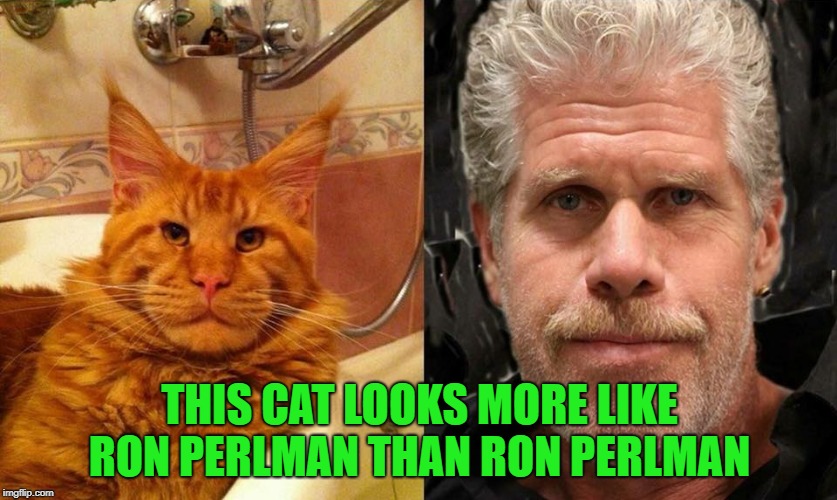 cool cat | THIS CAT LOOKS MORE LIKE RON PERLMAN THAN RON PERLMAN | image tagged in ron perlman,cat | made w/ Imgflip meme maker